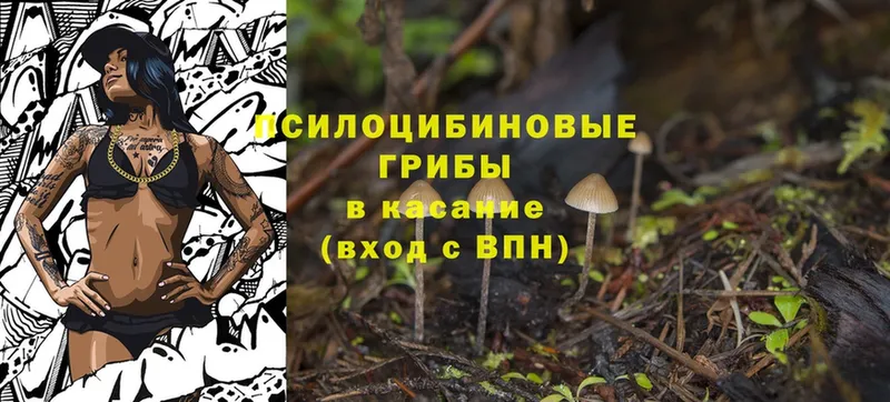 Псилоцибиновые грибы Psilocybine cubensis  где найти наркотики  Десногорск 